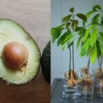 Cómo Cultivar Aguacates en Casa: Guía para Tener Tu Propia Cosecha