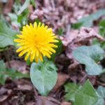 El poder oculto del diente de león: La humilde maravilla de la naturaleza