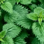 El Té de la Juventud: Descubre sus Beneficios y Cómo Prepararlo