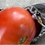 Transformando Imperfecciones: Cómo Aprovechar Tomates con Agujeros y Pequeñas Imperfecciones
