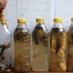 ¡Deja de Tirar las Cáscaras de Plátano! ¡Mételas en una Botella y Ve la Magia en Tus Plantas!