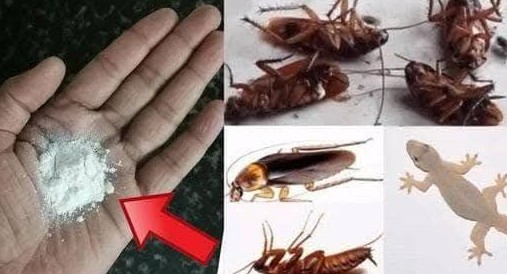 Método eficaz para eliminar cucarachas