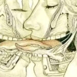 La Lengua y el Arte de Besar: Lo que Sucede Cuando Nos Besamos con Lengua