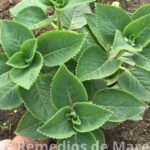 Orégano Poleo: La Planta que Está Transformando la Salud Visual