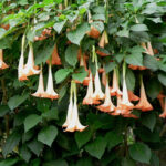 La Planta Datura: Una Belleza Tóxica que Deberías Mantener Lejos de Casa
