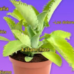 Kalanchoe: una planta medicinal que podría mejorar tu calidad de vida