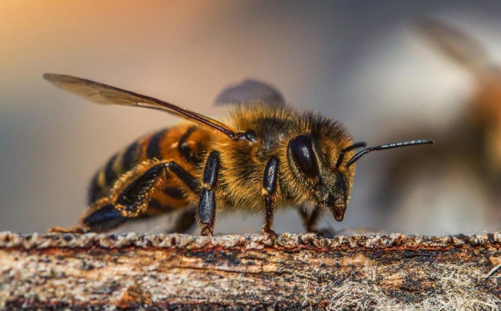 The current image has no alternative text. The file name is: galeria-abejas-10-1400x870-1.jpg