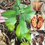 La Belleza y el Valor de Tener Plantas en Tu Jardín