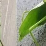 El Insecto Esperanza: Un Mensajero de Nuevos Comienzos