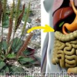 20 Usos del Llantén para Mejorar Tu Salud Naturalmente