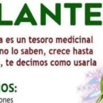 El Llantén: Un Tesoro Medicinal que Crece en Nuestras Calles