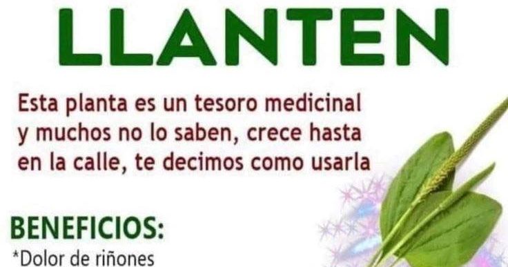 Planta de Llantén
