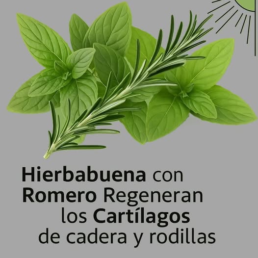 Hierbabuena y Romero