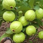 Descubriendo la Guayaba: Más Allá de su Sabor y Nutrientes