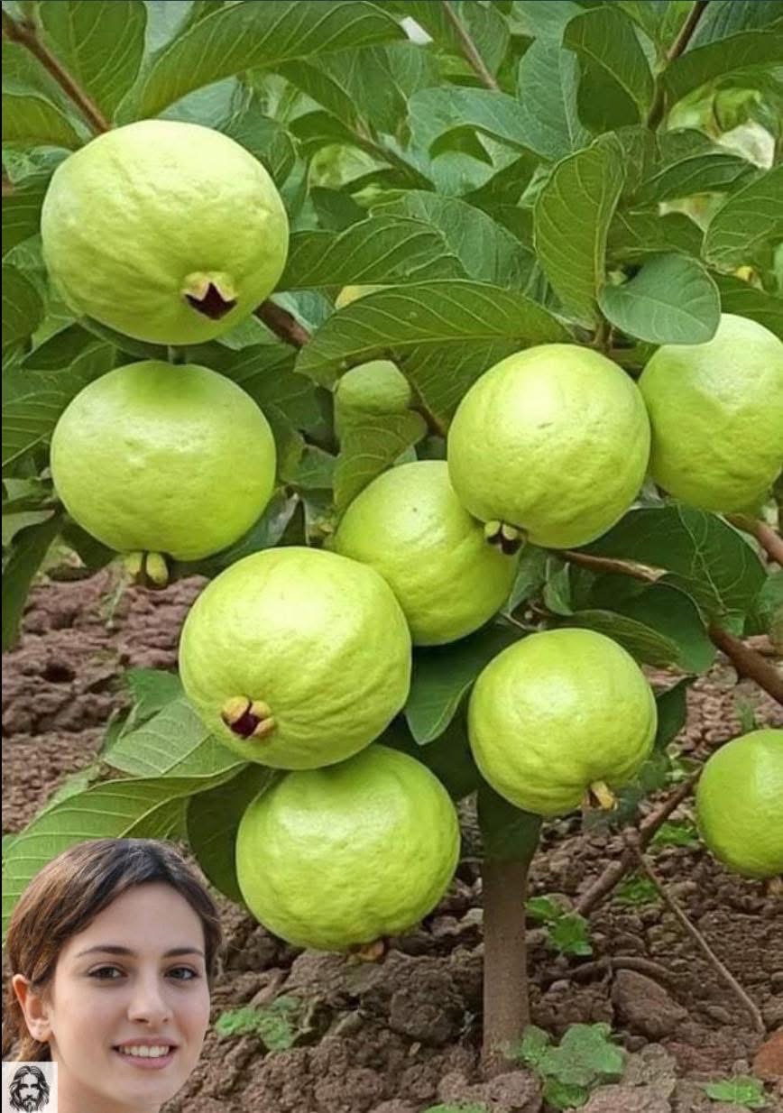 Guayaba y sus beneficios