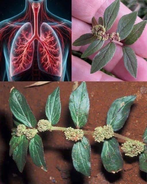 Euphorbia Hirta