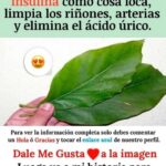 La Importancia de las Hojas de Higo: Beneficios y Usos Sorprendentes