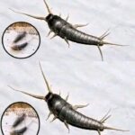 ¡Cuidado! Lo que Significa Encontrar una Araña de Casa en Tu Hogar