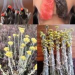 La Maravillosa Planta que Transforma Vidas y Espacios
