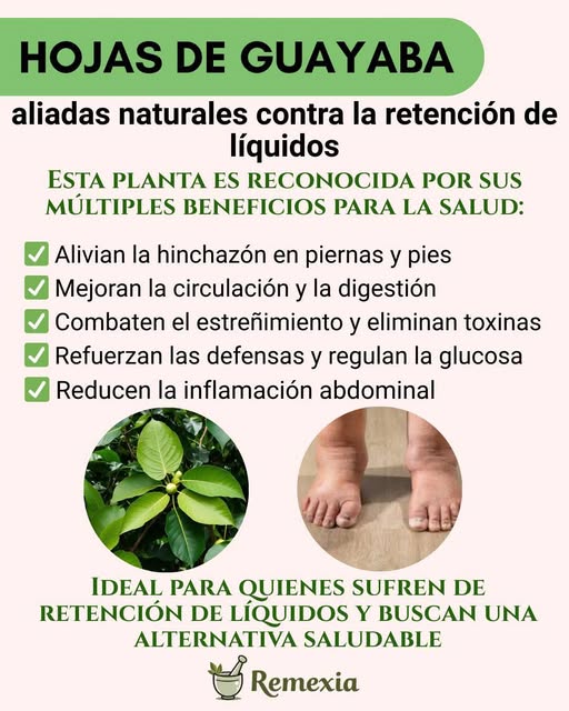 Hojas de Guayaba