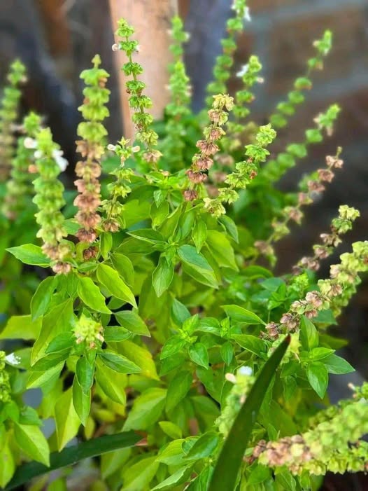 Albahaca fresca