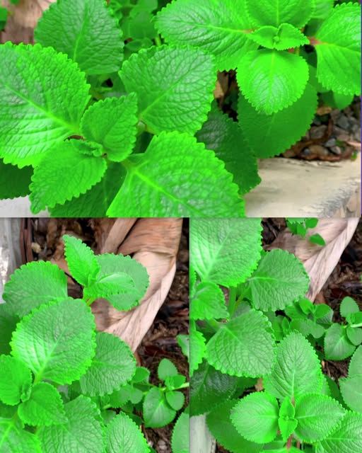 Planta medicinal