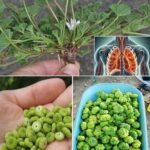 Malva Común: La Planta Versátil de la Medicina Natural