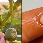 La Savia de Higos: Un Tesoro que Vale su Peso en Oro
