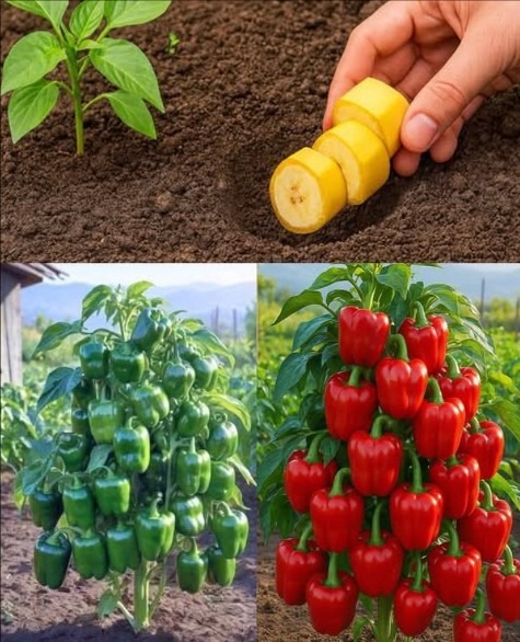 Proceso de cultivo de pimientos con plátanos