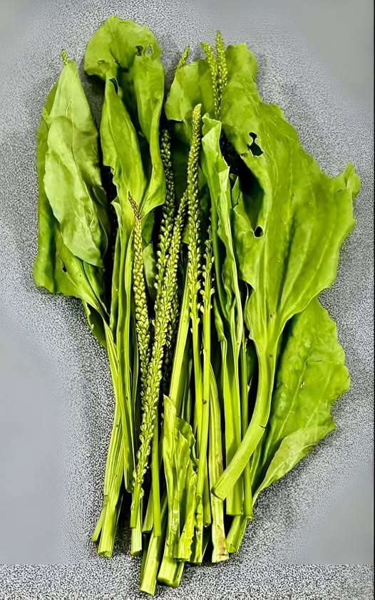 Hojas de llantén frescas