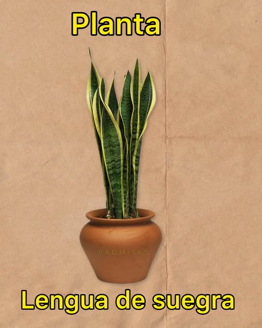 Sansevieria o lengua de suegra en maceta