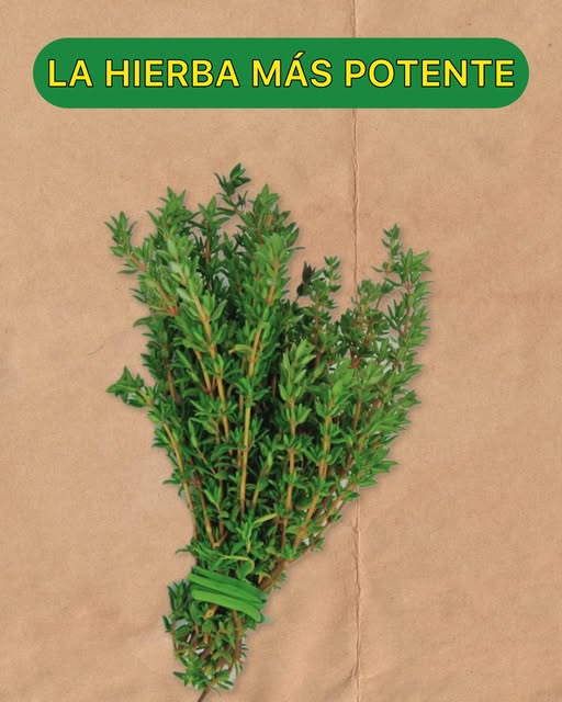 Manojo de Tomillo Fresco