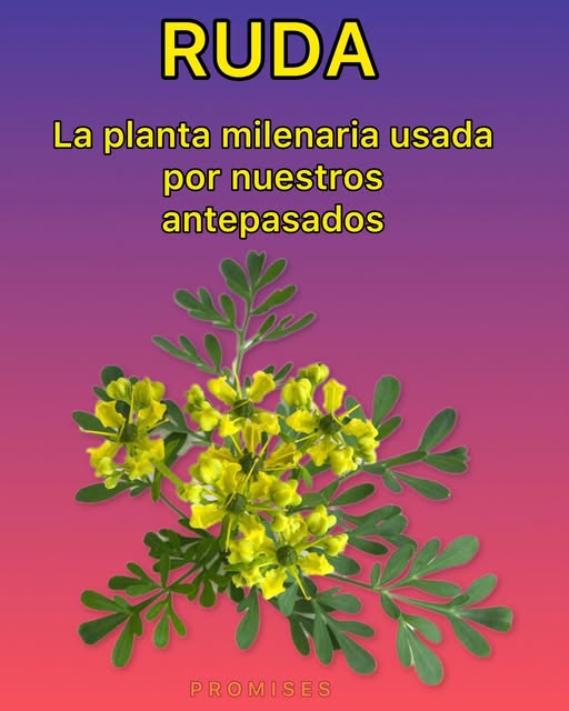Ruda, la planta milenaria
