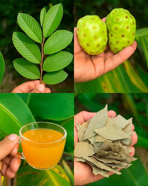 Té de Noni con Hojas de Guayaba y Laurel