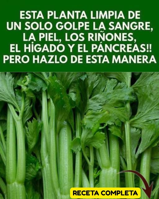 Ramas de apio frescas