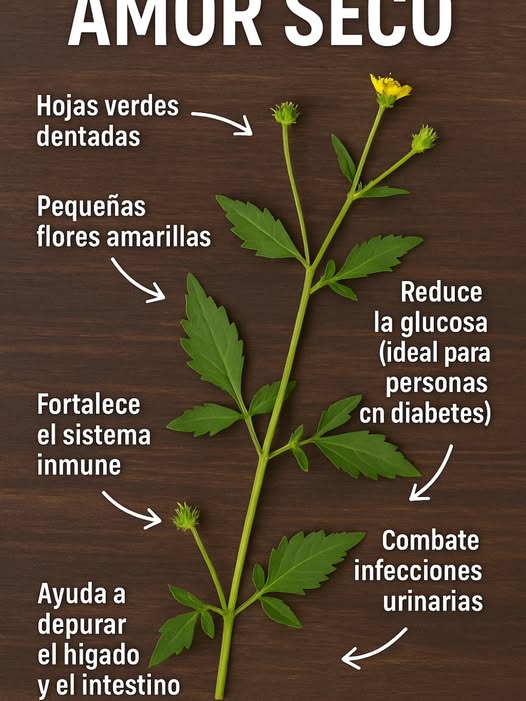 Infografía sobre la planta Amor Seco