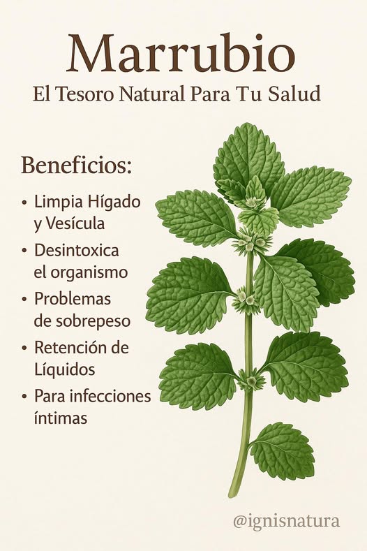 Marrubio, el tesoro natural para la salud
