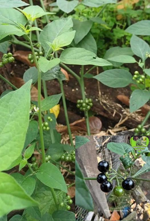 Hierba Mora con frutos