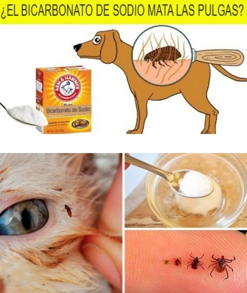 Bicarbonato de sodio para pulgas en mascotas