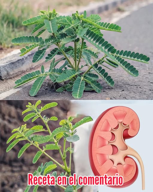 Aloe Vera - Plantita Milagrosa