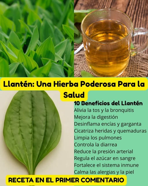 Beneficios del Llantén