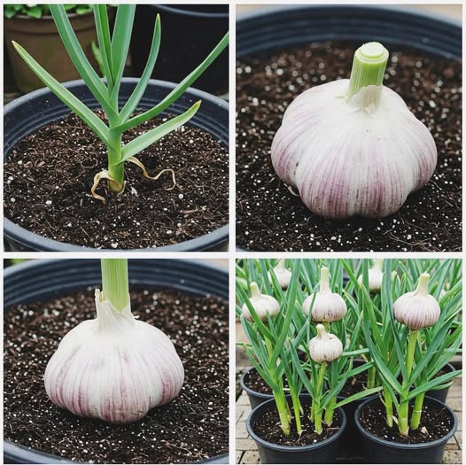 Ajo Fresco Cultivado en Casa