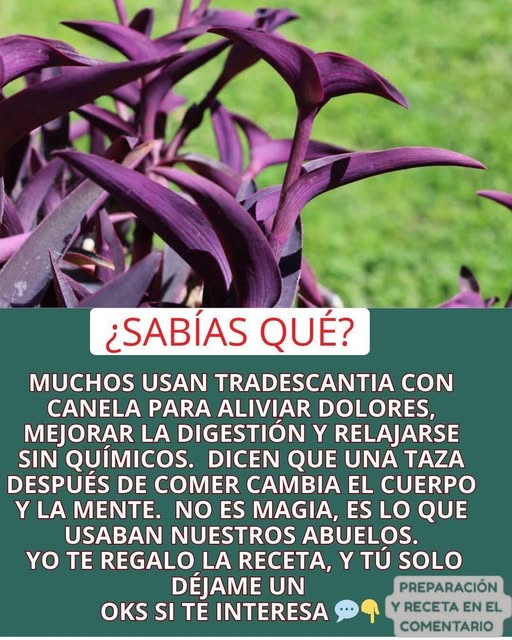 Planta de Tradescantia