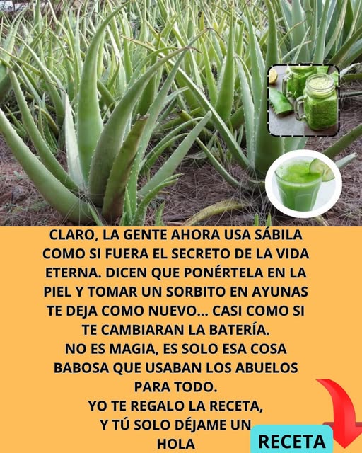 Plantas de Aloe Vera y bebidas de sábila