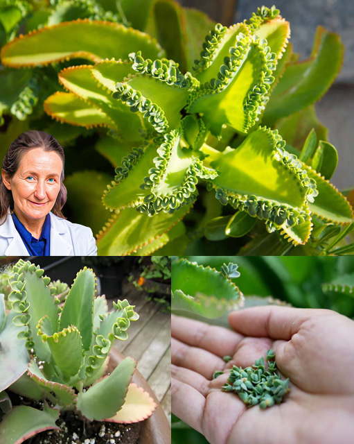 Planta Kalanchoe