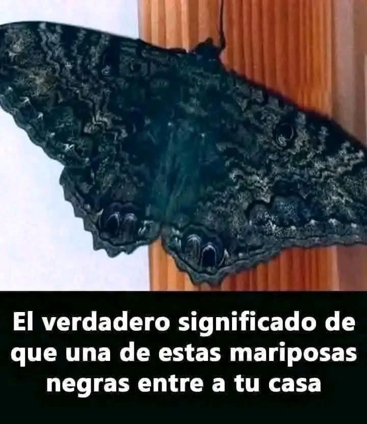 Mariposa negra sobre madera