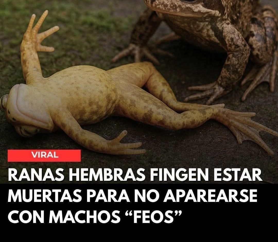 Ranas hembras fingen estar muertas