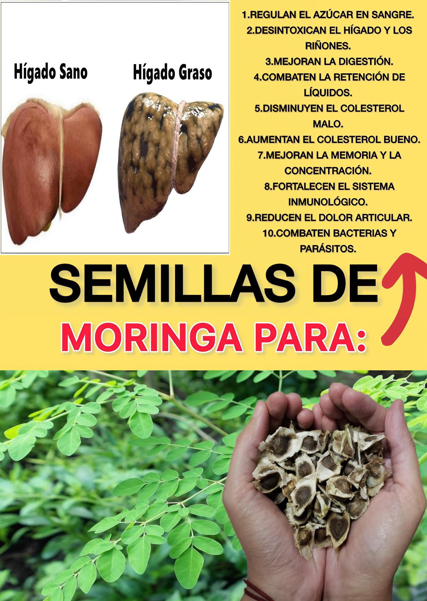 Beneficios de las semillas de moringa