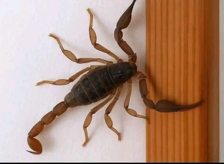 Alacrán sobre una pared clara