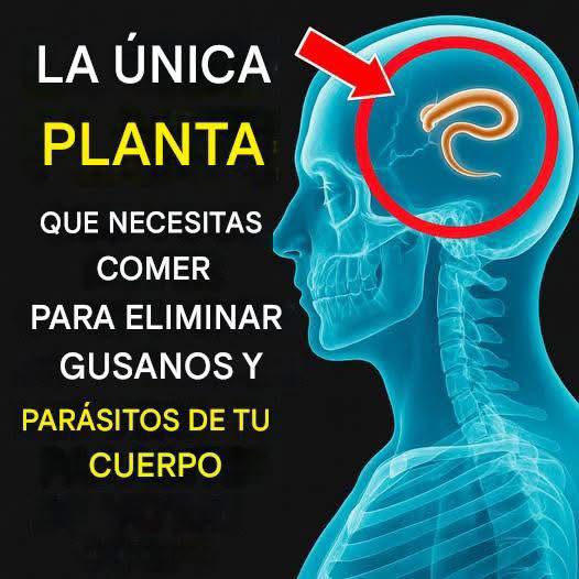 Planta de ajo